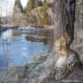 AKTIVITA BOBRŮ NA TEPLÉ VLTAVĚ | fotografie