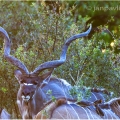 Antilopa kudu (Tragelaphus strepsiceros) | fotografie