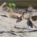 Babočka (Euploea mulciber ) | fotografie