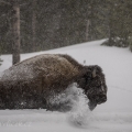 Bizon americký (Bison bison) | fotografie