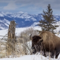 Bizon americký (Bison bison) | fotografie