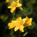 Blatouch bahenní (Caltha palustris) | fotografie