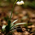 Bledule jarní (Leucojum vernum) | fotografie