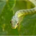 Bojga africká  (Dispholidus typus), sameček | fotografie