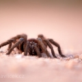 Brazilská černá tarantule, Sklípkan (Grammostola pulchra) | fotografie