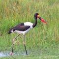 Čáp sedlatý (Ephippiorhynchus senegalensis) | fotografie