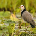 Čejka bělohlavá (Vanellus crassirostris) | fotografie