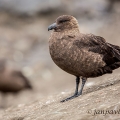 Chaluha jižní  (Catharacta antarctica) | fotografie