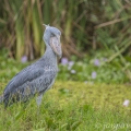 Člunozobec africký (Balaeniceps rex) | fotografie