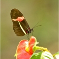 Common Mormon (Papilio anchisades) | fotografie