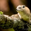 Daman stromový   (Dendrohyrax arboreus) | fotografie