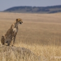 Gepard štíhlý (Acinonyx jubatus) | fotografie