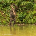 Gorila nížinná  (Gorilla gorilla) | fotografie