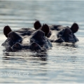 Hroch obojživelný (Hippopotamus amphibius) | fotografie