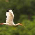 Ibis bílý (Eudocimus albus) | fotografie