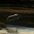 Islandská ovce | fotografie