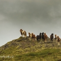 Islandský kůň ,  Equus scandinavicus | fotografie