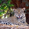 Jaguár americký (Panthera onca) | fotografie