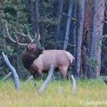 Jelen Wapiti (Cervus canadensis) | fotografie