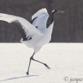 Jeřáb mandžuský (Grus japonensis) | fotografie