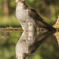 Jestřáb lesní (Accipiter gentilis) | fotografie