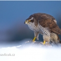 Jestřáb lesní (Accipiter gentilis) | fotografie