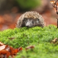 Ježek obecný (Erinaceus europaeus) | fotografie