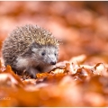 Ježek obecný (Erinaceus europaeus) | fotografie