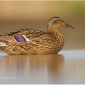 Kachna divoká, samička (Anas platyrhynchos) | fotografie