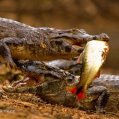 Kajman brýlový (Caiman crocodilus) | fotografie