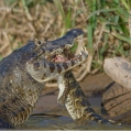 Kajman brýlový (Caiman crocodilus) | fotografie