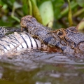 Kajman brýlový (Caiman crocodilus) | fotografie