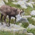 Kamzík horský (Rupicapra rupicapra) | fotografie