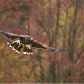 Káně Harisovo (Parabuteo unicinctus) | fotografie