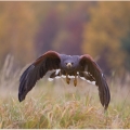 Káně Harisovo (Parabuteo unicinctus) | fotografie