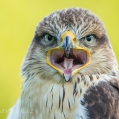 Káně královská (Buteo regalis) | fotografie