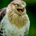 Káně královská (Buteo regalis) | fotografie