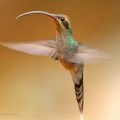 Kolibřík šedobřichý | fotografie