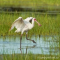 Kolpík africký (Platalea alba) | fotografie