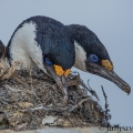 Kormorán modrooký, Phalacrocorax atriceps | fotografie