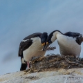 Kormorán modrooký, Phalacrocorax atriceps | fotografie