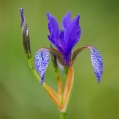 Kosatec sibiřský , Iris sibirica | fotografie