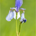 Kosatec sibiřský , Iris sibirica | fotografie