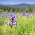 Kosatec sibiřský , Iris sibirica | fotografie