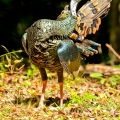 Krocan paví (Meleagris ocellata) | fotografie