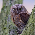 Kulíšek nejmenší (Glaucidium passerinum) | fotografie