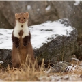 Kuna skalní (Martes foina) | fotografie