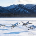 Labuť zpěvná (Cygnus cygnus) | fotografie