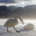 Labuť zpěvná (Cygnus cygnus) | fotografie