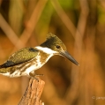 Ledňáček amazonský, samička ( Chloroceryle amazona) | fotografie